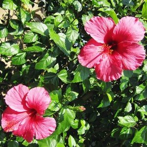 🌺Welcome to my closet!🌺